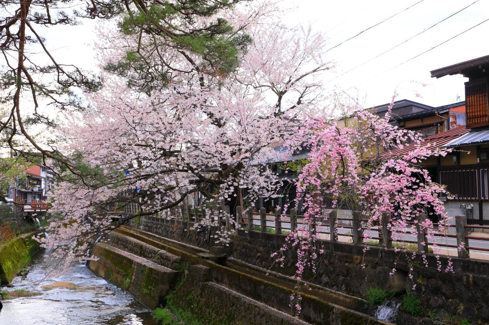 高山ステイ 枳 からたち 아파트 외부 사진
